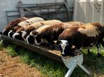 Baggerbonte schapen Te Koop, Dieren en Toebehoren, Schapen, Geiten en Varkens, Mannelijk, Schaap, 0 tot 2 jaar