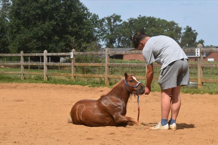 Gezocht: verzoger voor Shetlander, Dieren en Toebehoren, Paarden en Pony's | Dekens en Dekjes, Ophalen