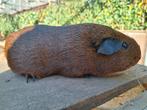 Cavia's, Dieren en Toebehoren, Knaagdieren, Mei, Cavia
