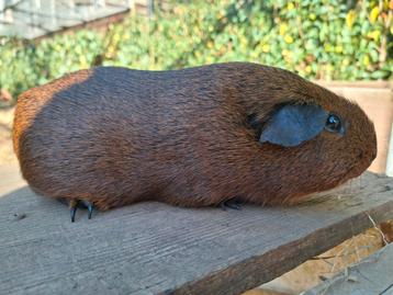 Cavia's  beschikbaar voor biedingen
