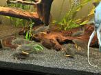 Sterbai corydoras, Dieren en Toebehoren, Vis, Zoetwatervis