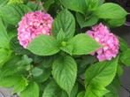 Hortensia rose - 50 fleurs !!! - fleurit bientôt, Enlèvement, Autres espèces, Mi-ombre, Été