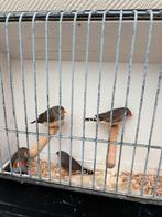 Timor zebravinken, Dieren en Toebehoren