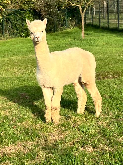 jonge alpaca (dek)hengst, per direct inzetbaar, Dieren en Toebehoren, Overige Dieren, Mannelijk