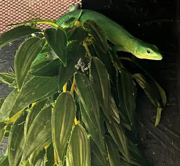 Duo gastropholis prasina met terrarium 1.1.0 beschikbaar voor biedingen