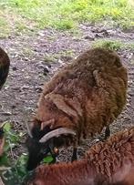 Soay schapen, Dieren en Toebehoren