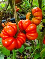 Tomaat costoluto Fiorentino (5 zaden), Tuin en Terras, Ophalen of Verzenden