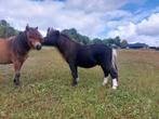Twee brave jonge shetlander ruinen, Dieren en Toebehoren, Ruin, 0 tot 2 jaar, A pony (tot 1.17m), Onbeleerd