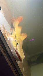 Albino red tail catfish
