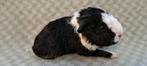 Schattige US Teddy cavia, Animaux & Accessoires, Rongeurs, Mâle, Cobaye, Domestique