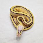 Enchi Pastel Leopard Genetic stripe koningspython man, Serpent, Domestique, 0 à 2 ans
