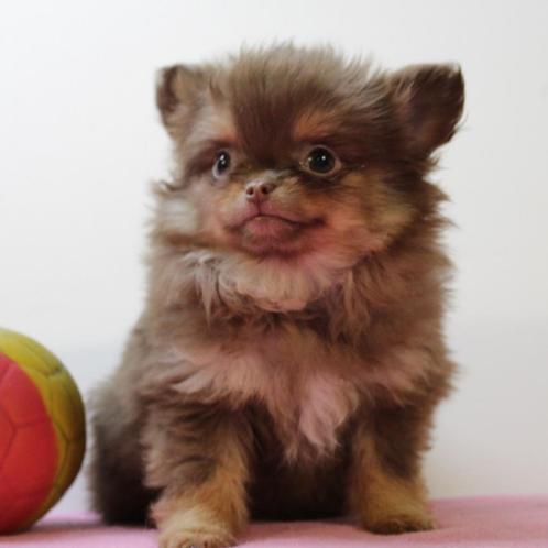 Pomchi (teefjes) Belgische pups te koop, Dieren en Toebehoren, Honden | Chihuahua's en Gezelschapshonden, Teef, Overige rassen