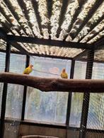 Koppel princes of wales, Dieren en Toebehoren, Vogels | Parkieten en Papegaaien, Meerdere dieren, Parkiet, Geringd