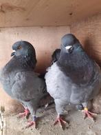 Kingduiven, Dieren en Toebehoren, Vogels | Duiven