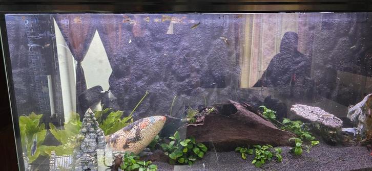 Zoek, Dieren en Toebehoren, Vissen | Aquaria en Toebehoren, Ophalen