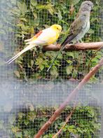 Parkieten koppel roodruggen, Dieren en Toebehoren, Vogels | Parkieten en Papegaaien