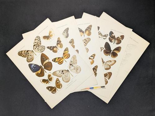 antieke prenten vlinders - litho - mooie set - Lepidoptera, Antiek en Kunst, Kunst | Litho's en Zeefdrukken, Ophalen of Verzenden