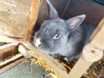 Super lief konijn, Dieren en Toebehoren, Konijnen, Mannelijk, Klein, 3 tot 5 jaar