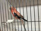 Bourke opaline man 2024, Dieren en Toebehoren, Vogels | Parkieten en Papegaaien, Mannelijk, Parkiet, Geringd