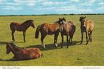 PAARDEN  NEW  FOREST  PONY'S, Collections, Cartes postales | Animaux, Non affranchie, Cheval, Envoi