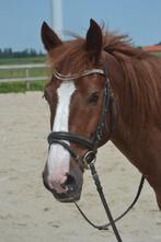 Leuke lieve pony, Dieren en Toebehoren, Pony's