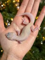 Gem snow patternless luipaardgekko vrouw, Dieren en Toebehoren, Reptielen en Amfibieën, Hagedis, Tam, 0 tot 2 jaar