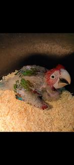 Prachtige jonge groenvleugel ara, Dieren en Toebehoren, Geringd