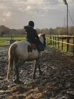 B pony ruin 19 jaar, Dieren en Toebehoren, Gechipt, B, Ruin, B pony (1.17m tot 1.27m)