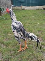 Coq shamo, Animaux & Accessoires