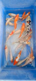 Nakweek van echte Japanse koi's 22-30cm, Dieren en Toebehoren, Vissen | Vijvervissen, Karper of Koi