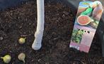 Figuier Ficus Carica 'Hardy Fig', Figuier, En pot, Enlèvement, 100 à 250 cm
