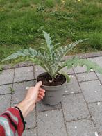 Artisjok, Tuin en Terras, Planten | Tuinplanten, Ophalen of Verzenden, Winter, Vaste plant
