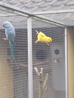 5 halsbandparkieten, Dieren en Toebehoren