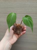 Philodendron camposportuanum, Huis en Inrichting, Kamerplanten, Ophalen of Verzenden