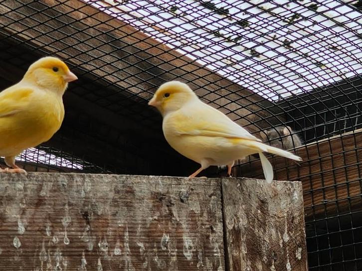 jonge kanaries geel 2025 met vaste jaarring 2 man 1 pop, Animaux & Accessoires, Oiseaux | Canaris, Canari chanteur, Plusieurs animaux