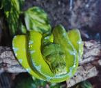 Morelia viridis/python