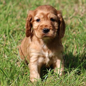 Engelse Cocker pups beschikbaar voor biedingen