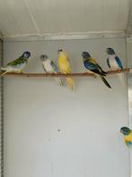 Splendid parkieten, Dieren en Toebehoren, Meerdere dieren, Parkiet, Geringd