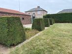 Te koop: buxussen en taxussen - direct uit de tuin, Tuin en Terras, Planten | Tuinplanten, Volle zon, Vaste plant, Bloeit niet