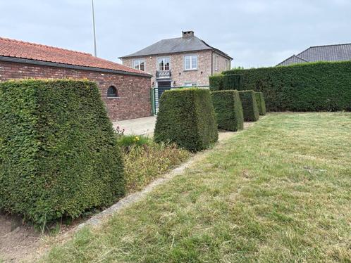 Te koop: buxussen en taxussen - direct uit de tuin, Tuin en Terras, Planten | Tuinplanten, Vaste plant, Overige soorten, Volle zon