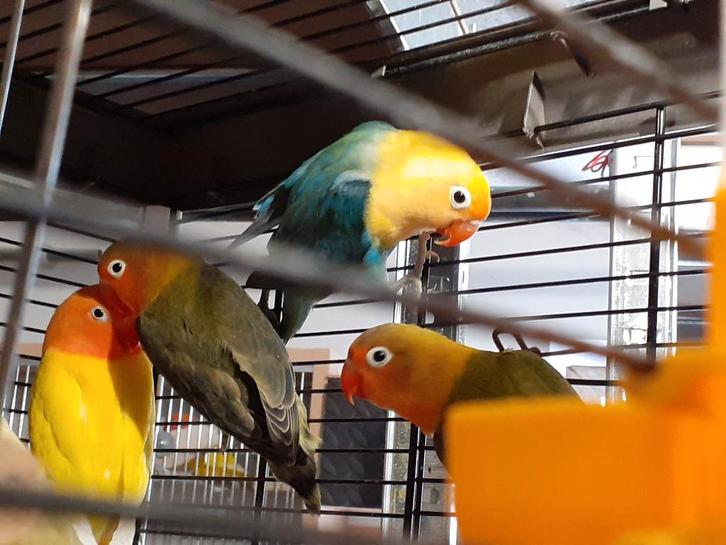 Inséparables Fischer et Roseicollis, Dieren en Toebehoren, Vogels | Parkieten en Papegaaien