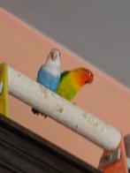 Tamme Dwergpapegaaien, Dieren en Toebehoren, Vogels | Parkieten en Papegaaien