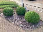 Buxussen te koop, Ophalen, Buxus, Struik, Minder dan 100 cm