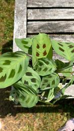 Maranta of 10 geboden plant, Huis en Inrichting, Kamerplanten, Ophalen