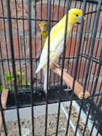 Scotch fancy's kweekkoppel , + 2 dochters, Dieren en Toebehoren