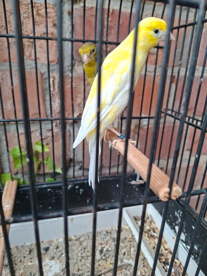 Scotch fancy's kweekkoppel , + 2 jongen 2025, Dieren en Toebehoren, Vogels | Kanaries