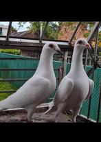 Te huur bruidsduiven, Dieren en Toebehoren, Vogels | Duiven