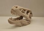 T-Rex schedel, Tyrannosaurus Rex, Ophalen of Verzenden, Nieuw, Overige soorten, Schedel
