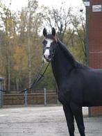 Prachtige 3,5 jarige merrie, Dieren en Toebehoren, Merrie, Dressuurpaard, 3 tot 6 jaar, 160 tot 165 cm