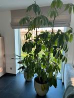 Schefflera (Vingersboom), Ophalen, 200 cm of meer, Overige soorten, Halfschaduw